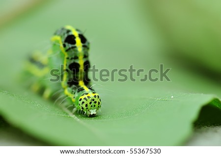 Leaf Caterpillar
