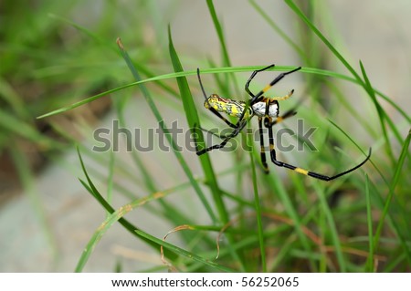 spider on Leaves of Grass 2011