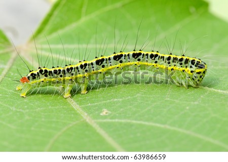cute caterpillar clipart. a cute caterpillar on leaf