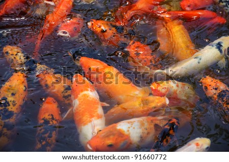 Beautiful golden koi fish in the fish ponds