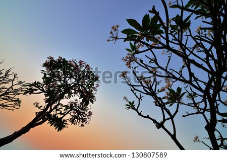 Frangipani flowers silhouette with sunset sky