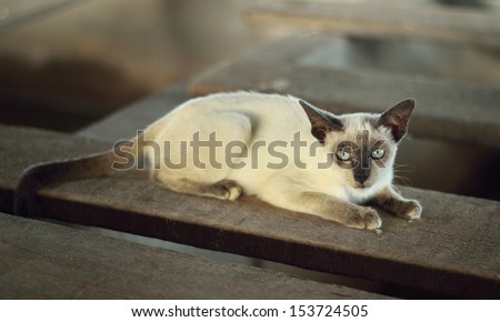Thai cat is a traditional or old-style siamese cat