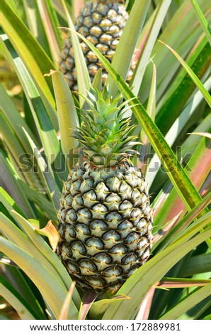 Pineapple in farm, Agriculture in Thailand