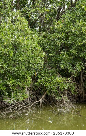 Mangrove tree at mangrove forest