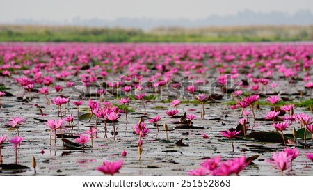 Sea of pink lotus,Nong Han, Udon Thani, Thailand (unseen in Thailand)