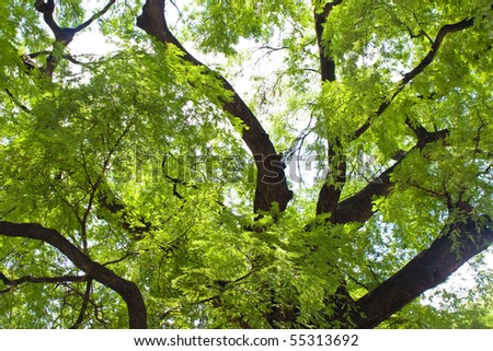 Tamarind tree branches background