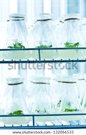 Plant growth experiments done in the laboratory