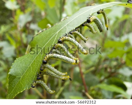 Many sawfly larvae eating leaf. Photo taken in June 13th, 2009