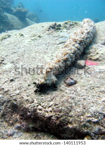 Sea cucumber on the coral reefs