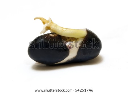 germination of seeds. stock photo : Germinated Seed