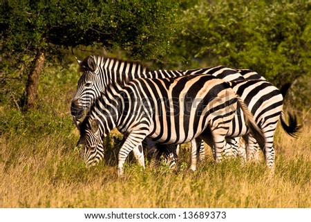 Africa Zebra