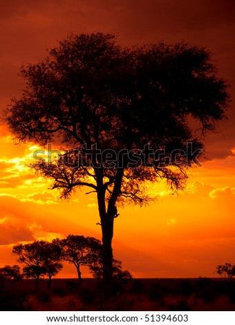 African Tree Sunset