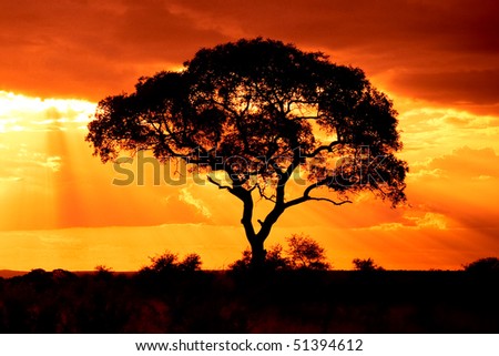 African Tree Sunset