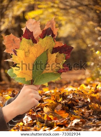 Closeup of person\'s hand holding bunch of Autumnal leaves with forest in background.
