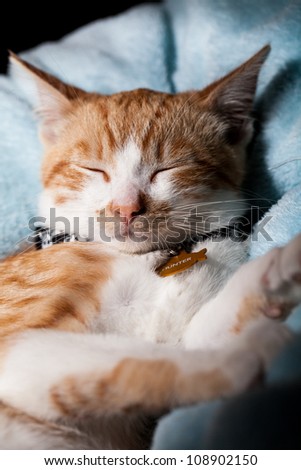 Isolated shot of a tabby cat laying on a blue robe sleeping with name tag showing