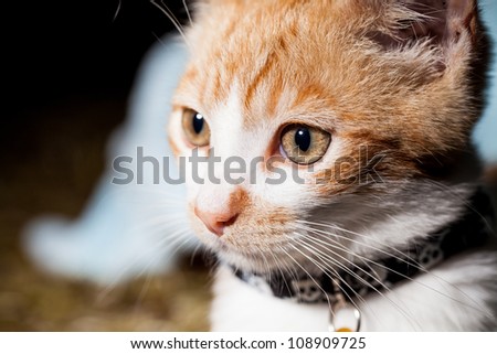 Isolated three quarter profile of a tabby cat with collar
