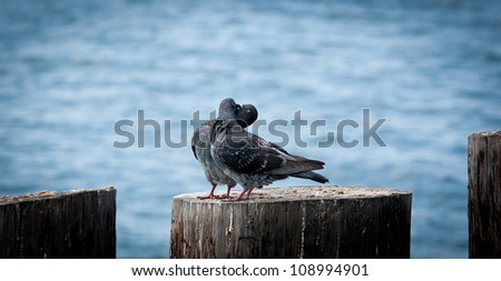 Two pigeons showing affection for one another on a wood post with the ocean in the background.