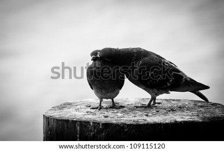 Two pigeons on a wood post show affection towards each other on the Seal Beach pier in black and white