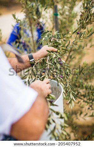 Olives being scraped and pulled off of a olive branch and put into a plastic waist worn container during a harvest in Paso Robles, California