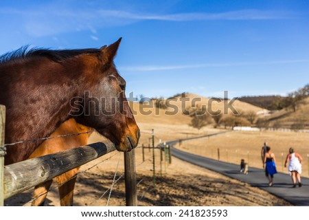 Wide shot of brown horse to the left looking at people and a dog walking away down a road with blue sky in the background