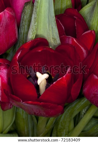 Tulip Open