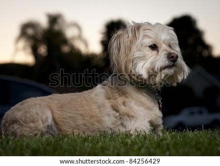 profile of small dog laying down in front yard