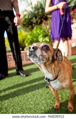 Wide Angle of Small Dog on a Leash Looking Into the Camera