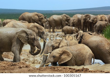 African elephants bathing in a water hole, Addo Elephant National Park near Port Elizabeth, South Africa.