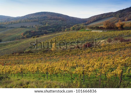 Fall colors in the vineyards of Vienna on late afternoon.