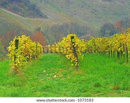 Fall in the vineyard  Muckental, Vienna, Austria