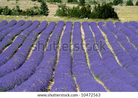 Lavender field on Saint Laurent plateau near Remuzat, Drôme, France
