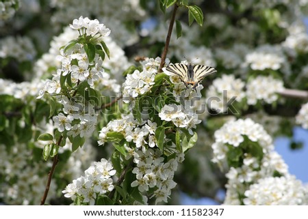 Pear blossom with a butterfly named Pear-tree Swallowtail