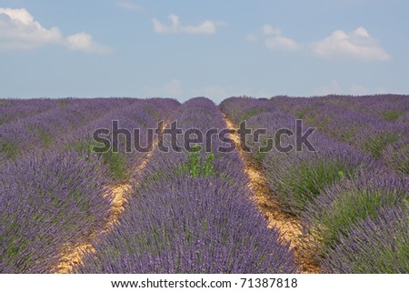 Lavender field on Plateau de Valensole, France