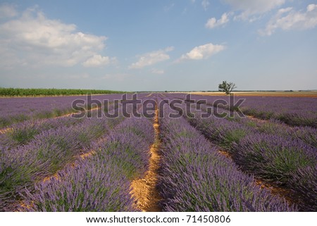 Blooming lavender field on the Plateau de Valensole, Provence, France