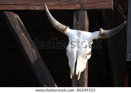 A Bleached Cattle Skull with Horns.