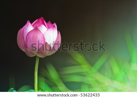 lotus on black background