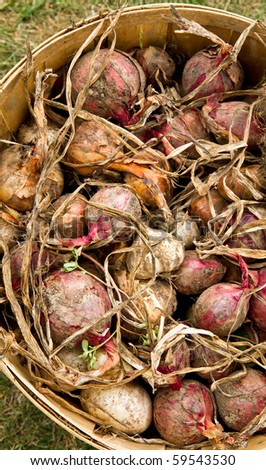 Fresh onions from the garden ready to be cleaned up and sold at a farmer\'s market