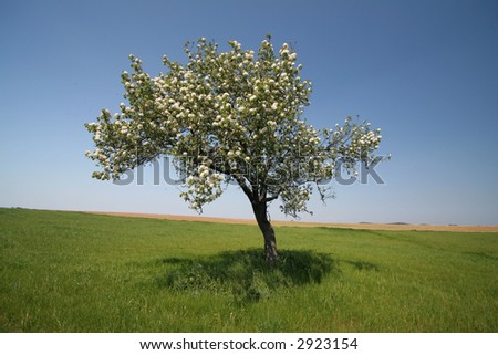 lonely tree in rural landscape