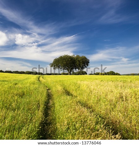 summer landscape with tree and path