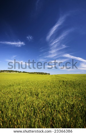 beautiful spring landscape with grass and sky - portrait orientation