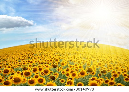 rural sunflower field with blue sky - landscape orientation