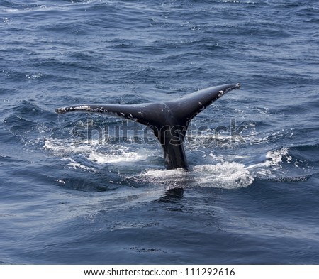 Whale tail, Queensland, Australia, whale jumped sea