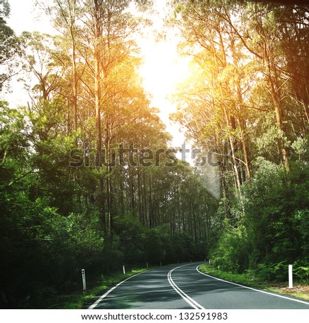 Forest roads