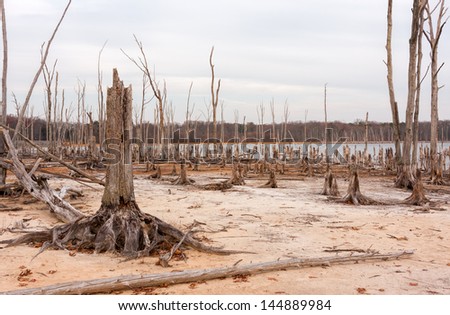 A lake and dead, fallen trees. Land that was once under water is now exposed.