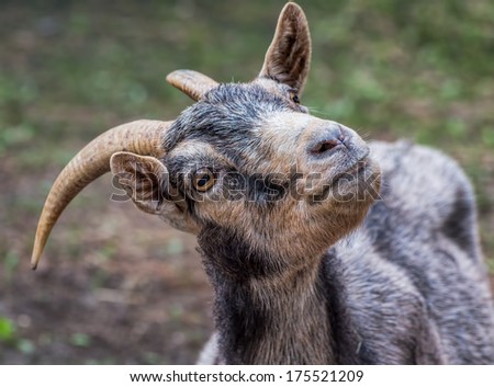 A goat staring into the camera with one eye. Depth of fied is shallow with sharp focus on the eye.