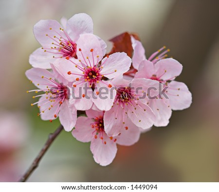 Plum blossoms on a plum tree