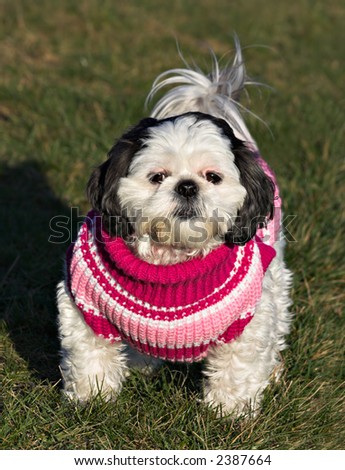 A white and black Shih Tzu in a pink, red, and white sweater