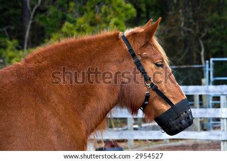 A pony wearing a muzzle on a farm