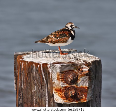 A ruddy turnstone bird on a wooden perch with out of focus water in the background