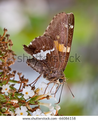 A silver-spotted skipper butterfly on a flower in a garden. The butterfly is sucking nectar from a flower.